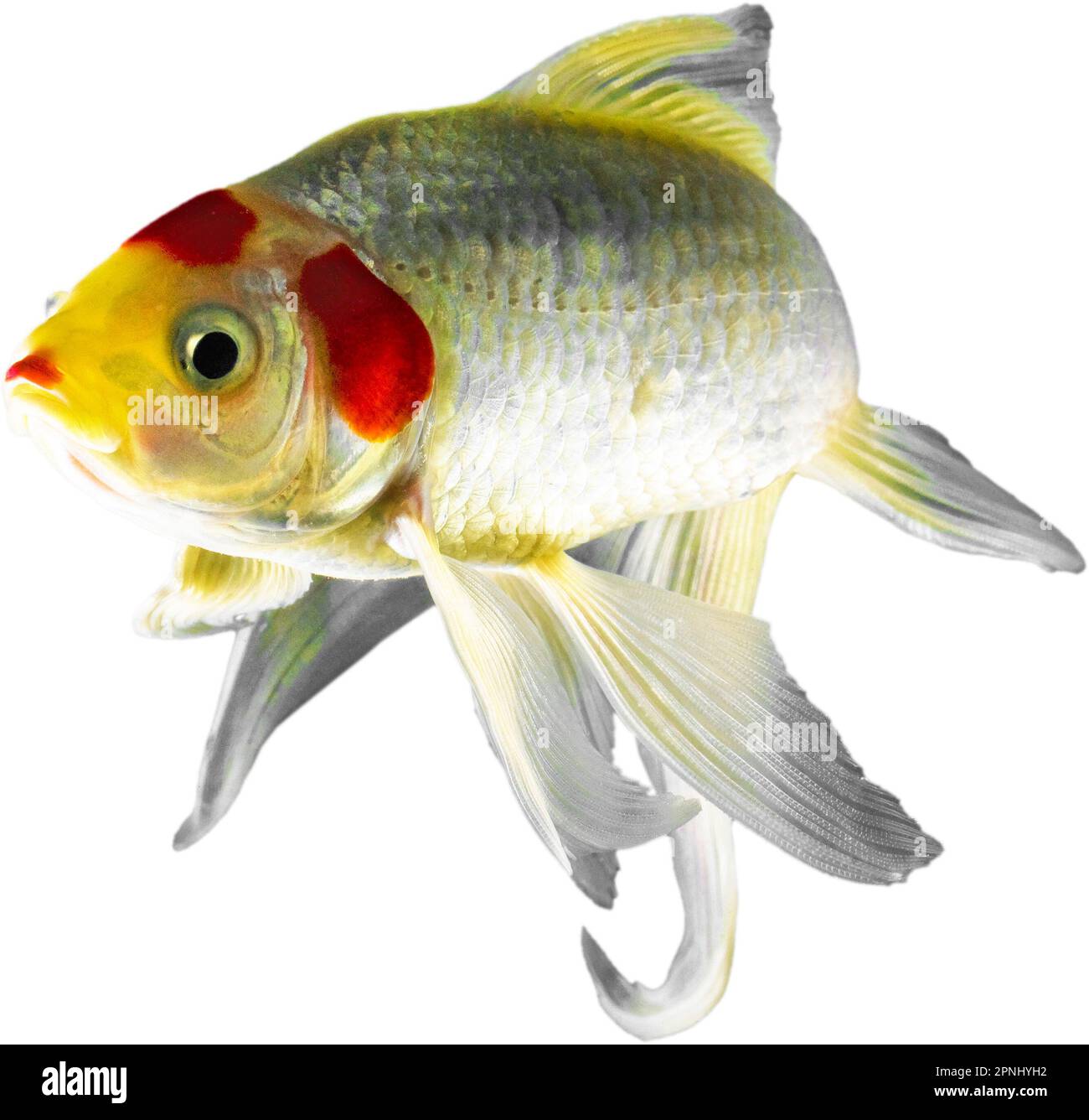 Pesce animale di colore brillante che sta studiando l'obiettivo della fotocamera Foto Stock