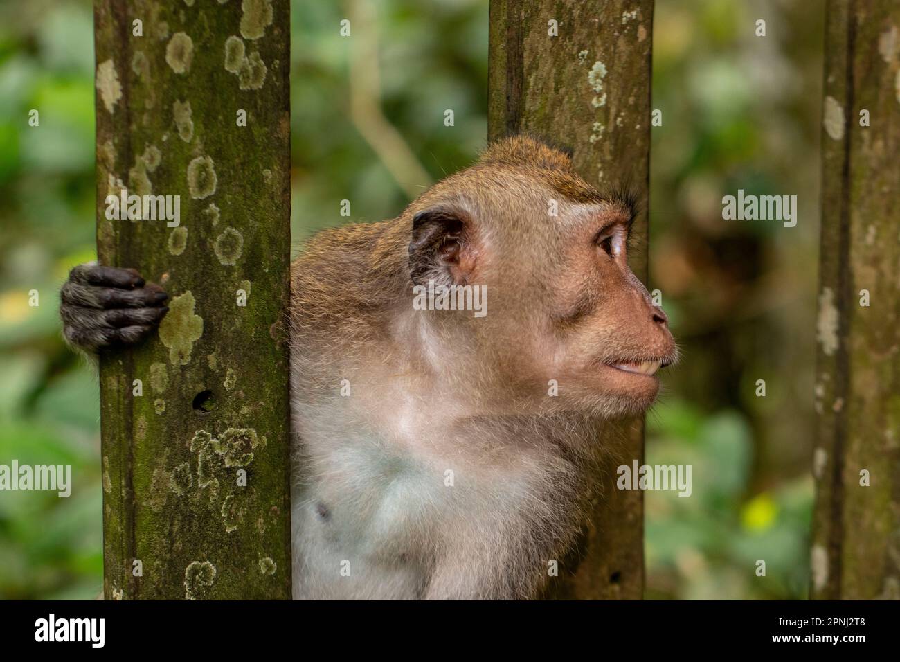 Il macaco che mangia granchio (Macaca fascicularis), conosciuto anche come il macaco a coda lunga e definito come la scimmia cynomolgus nei laboratori. Foto Stock