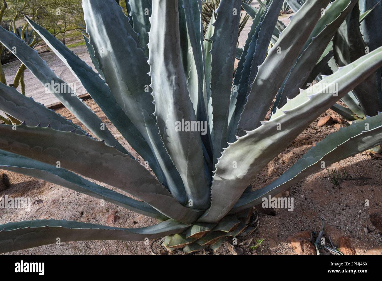 Agave (Agave americana) è originaria di regioni calde e aride delle Americhe Foto Stock