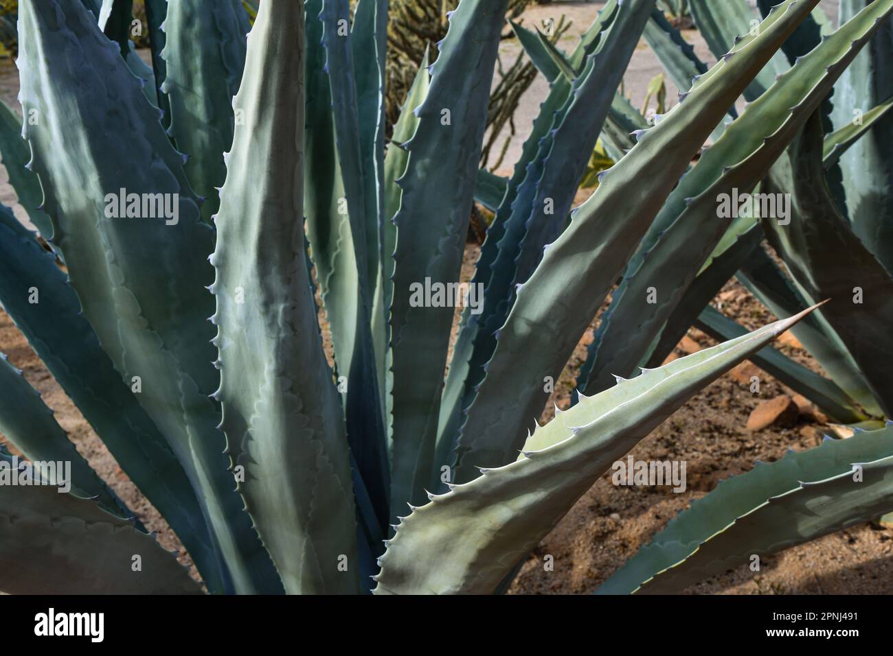 Agave (Agave americana) è originaria di regioni calde e aride delle Americhe Foto Stock