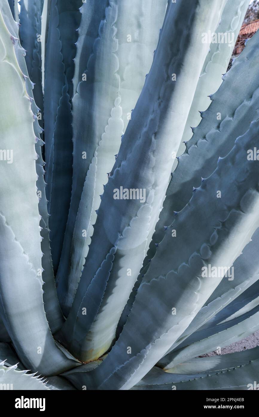 Agave (Agave americana) è originaria di regioni calde e aride delle Americhe Foto Stock