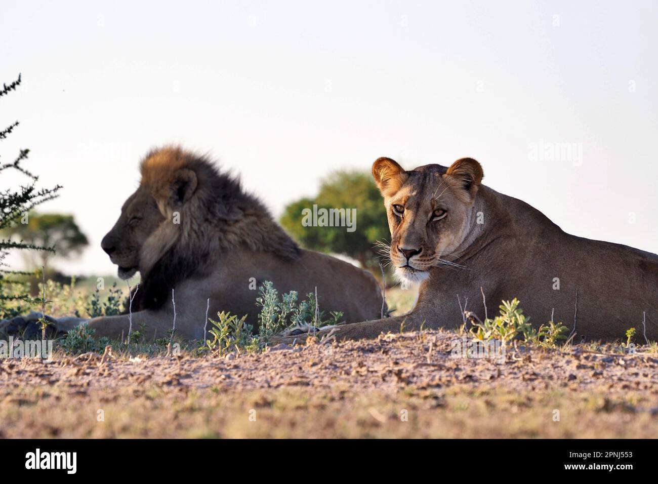 Coppia di leoni che riposa nel Kalahari centrale, Botswana Foto Stock