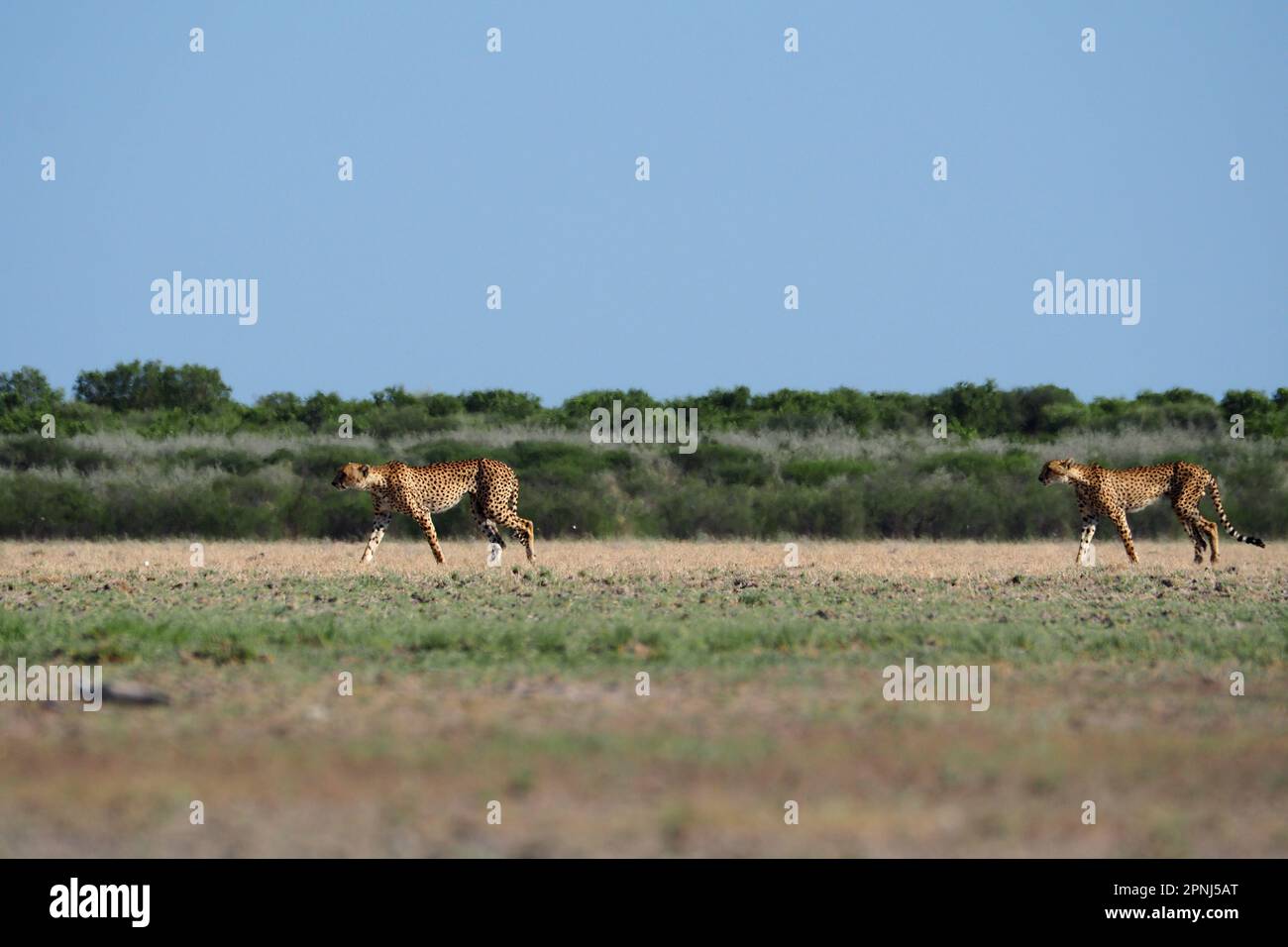 Coppia di ghepardi in movimento a Central Kalahari, Botswana Foto Stock
