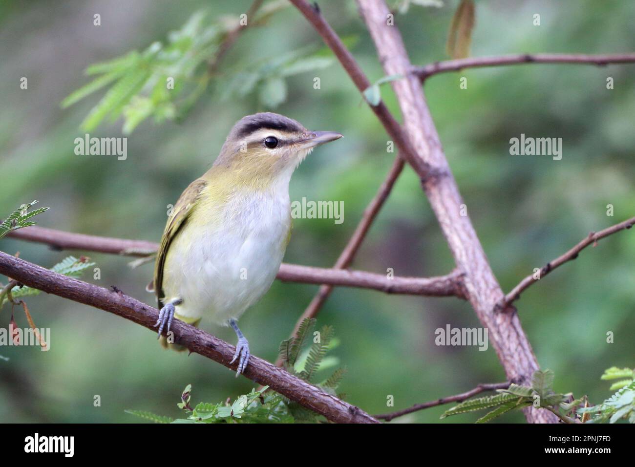 Chivi Vireo (Vireo chivi), isolato, arroccato tra il fogliame. uccello endemico del sud america Foto Stock