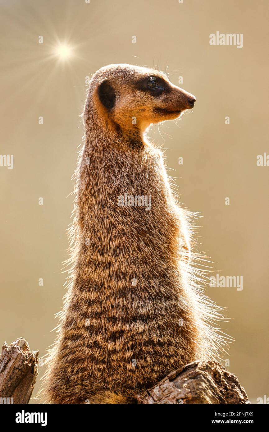Meerkat allo Zoo di Paignton nel Devon. Stato di conservazione IUCN - preoccupazione minima Foto Stock