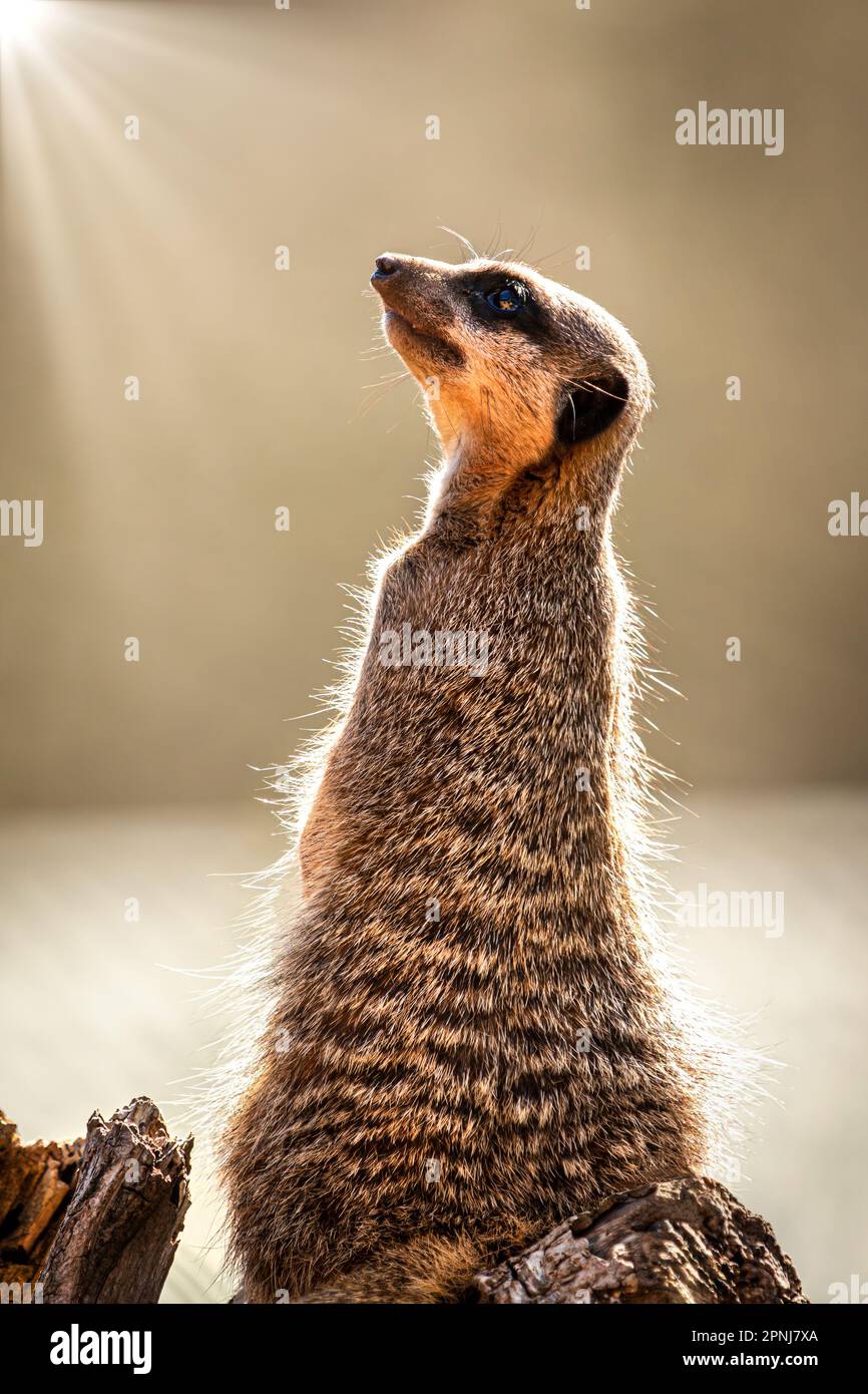 Meerkat allo Zoo di Paignton nel Devon. Stato di conservazione IUCN - preoccupazione minima Foto Stock