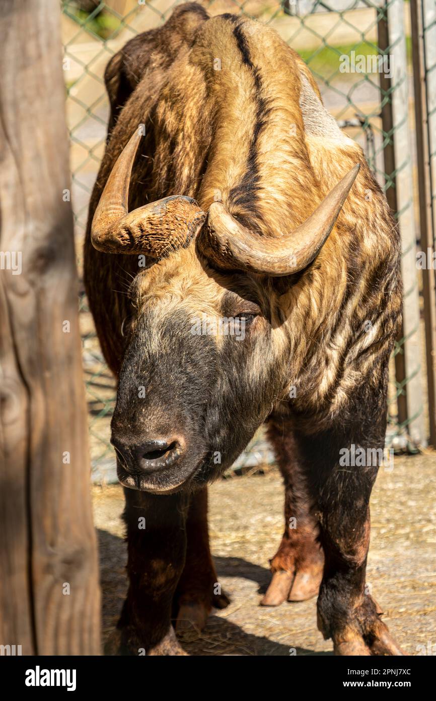 Mishmi Takin allo Zoo di Piagnton. Stato di conservazione IUCN - vulnerabile Foto Stock
