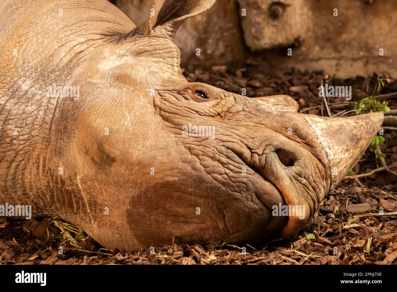 Rinoceronte nero. Stato di conservazione IUCN - criticamente minacciato Foto Stock