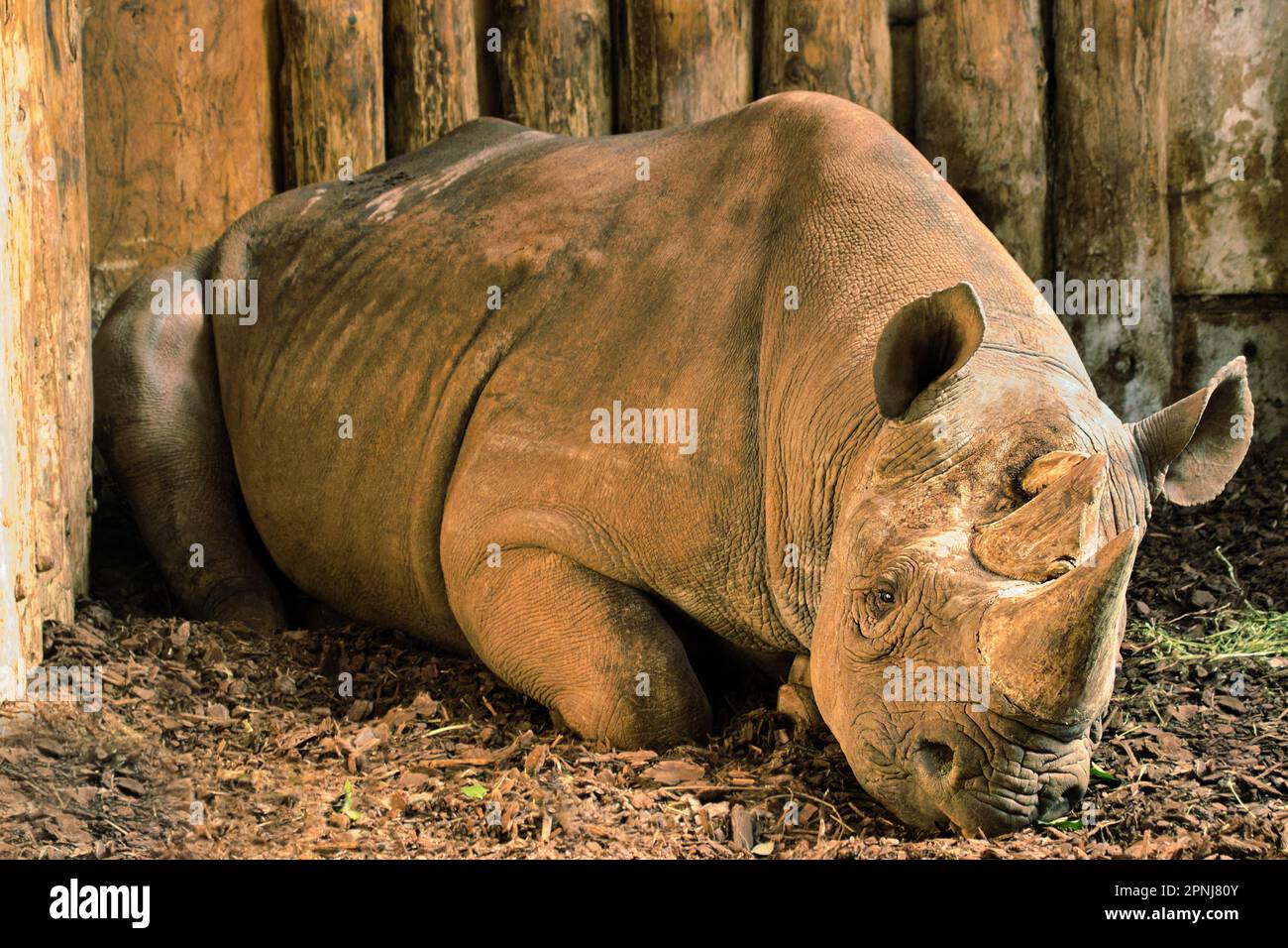 Rinoceronte nero. Stato di conservazione IUCN - criticamente minacciato. Foto Stock