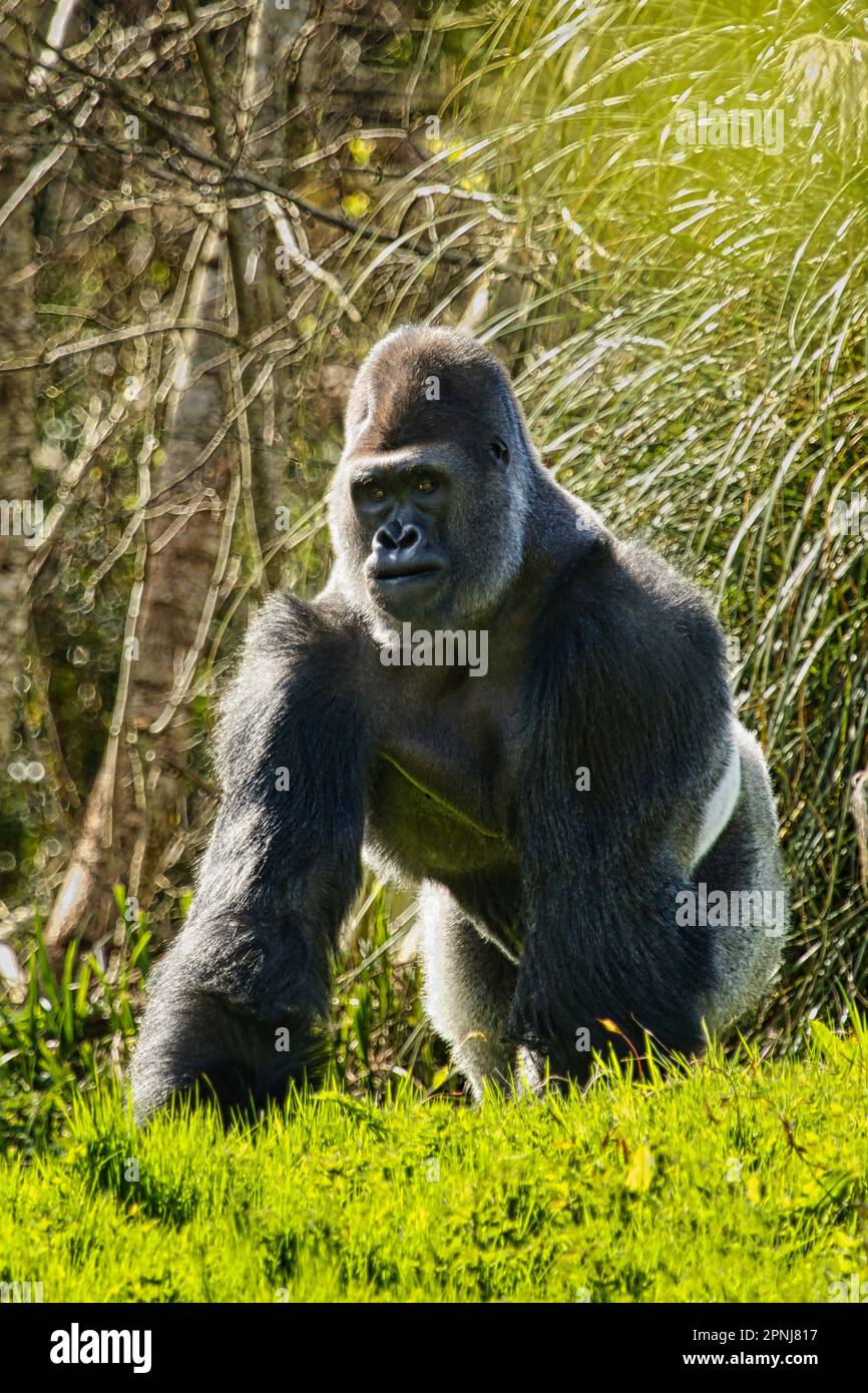 Western Lowland Gorilla allo zoo di Paignton nel Devon, Regno Unito. Stato di conservazione IUCN - criticamente minacciato Foto Stock