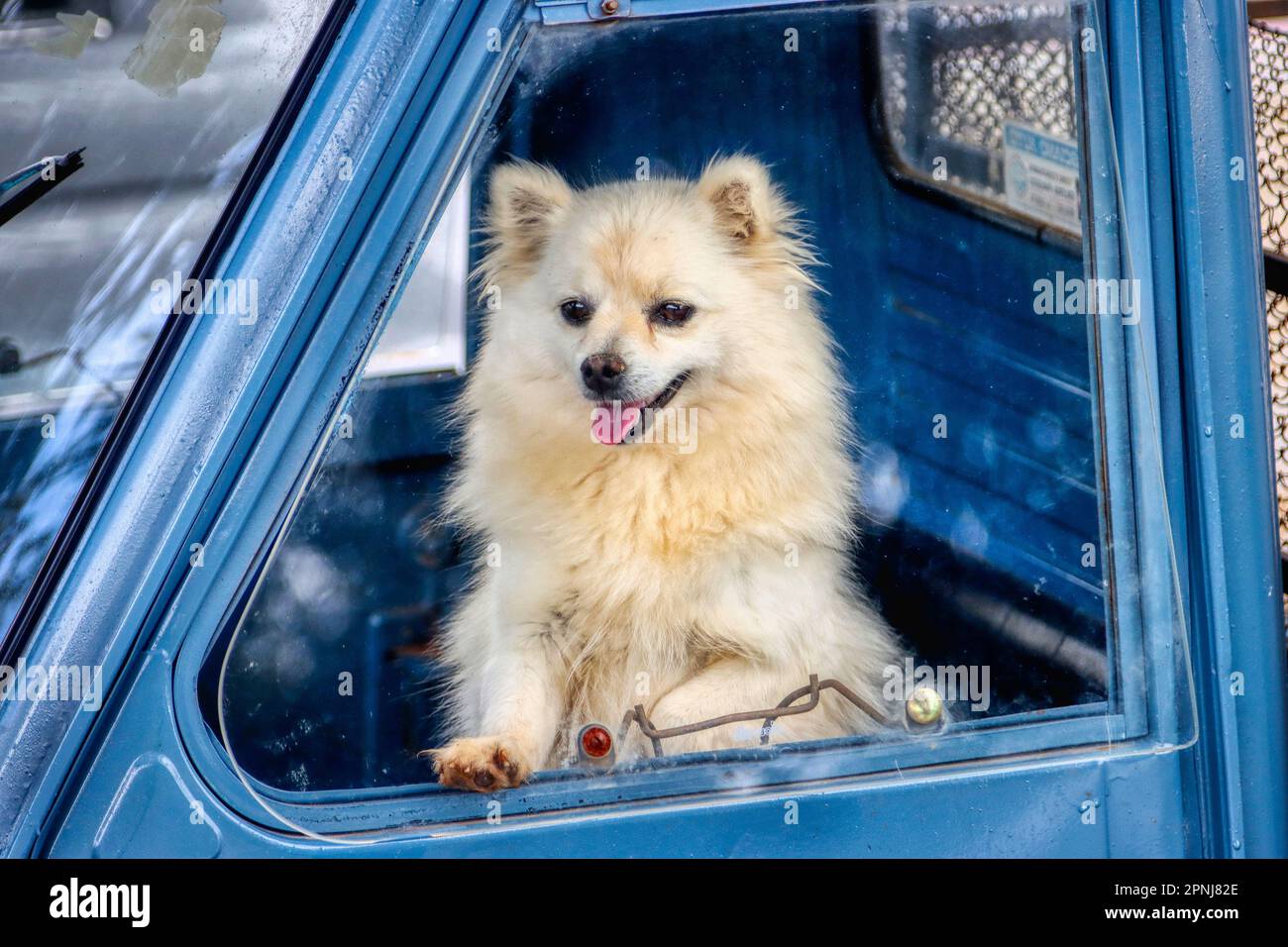 Cane Pomeranian chiuso in un apecar. Cane con finestre chiuse in auto. Abbandono di animali Foto Stock