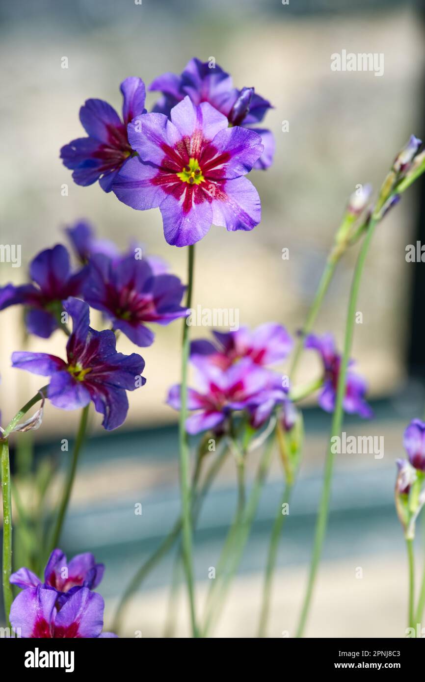 Fiori primaverili viola di Leucocoryne Andes nel Regno Unito Glasshouse aprile Foto Stock