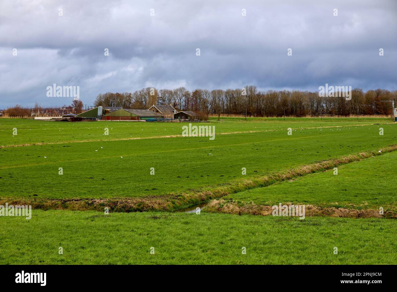 Prati tra la diga dell'Hollandsche IJssel e il canale anulare di Zuidplaspolder nei Paesi Bassi Foto Stock