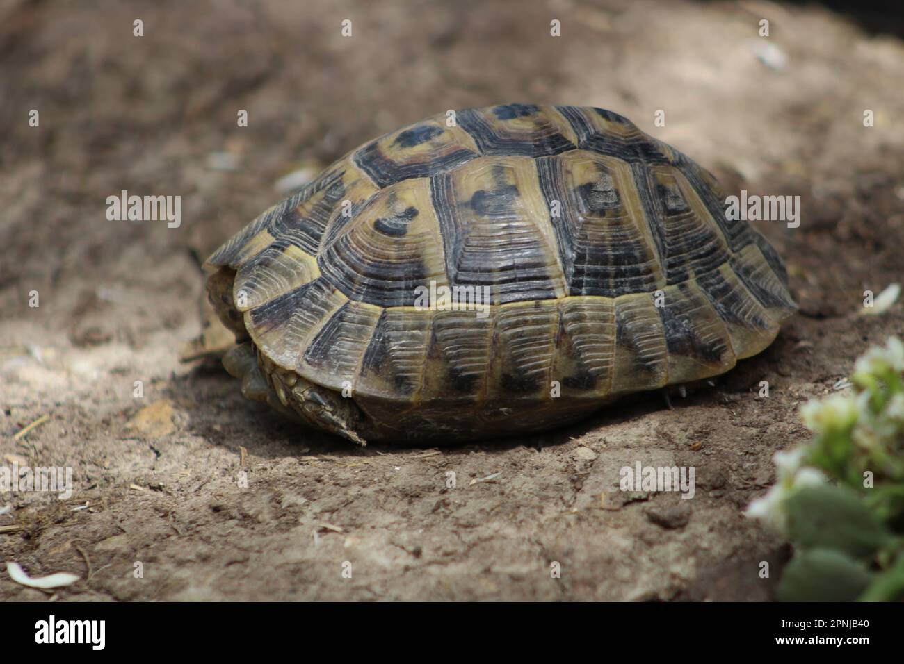 Tartaruga greca unica (Testudo graeca) in natura. Tartaruga nascosta nel suo guscio. Primo piano. Foto Stock