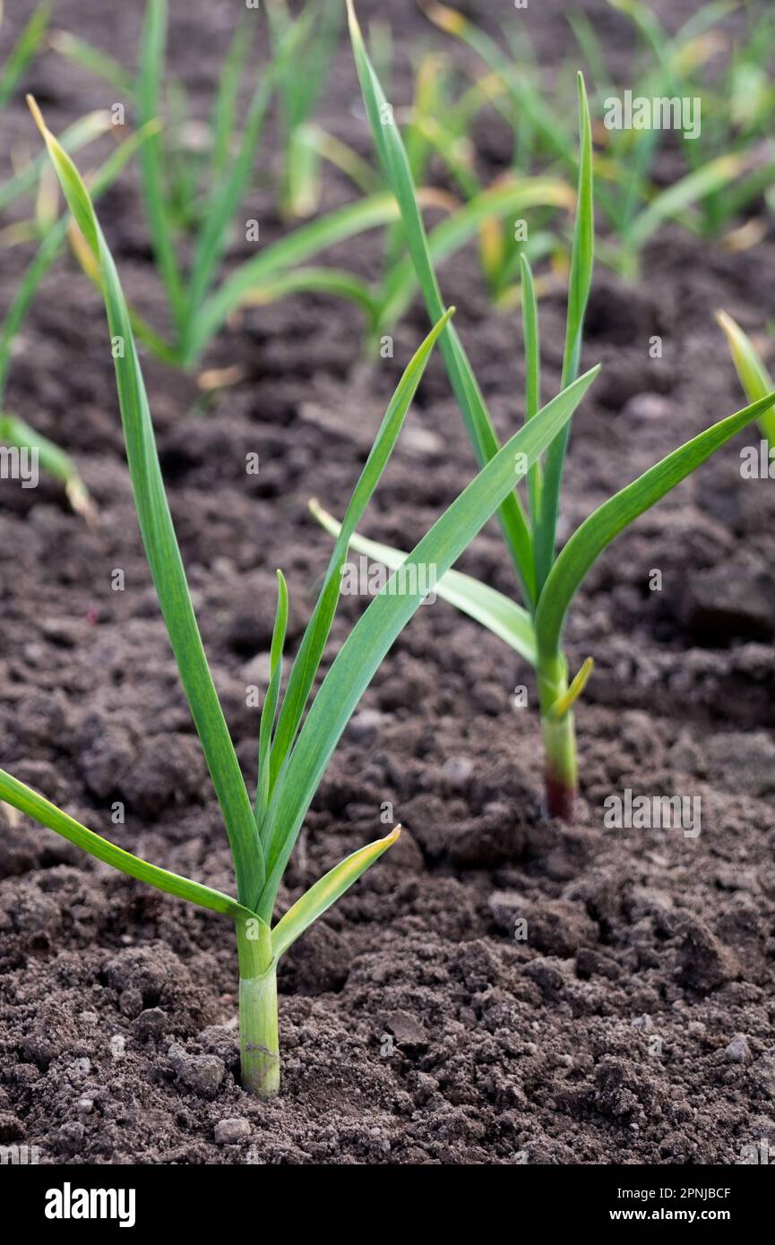 L'aglio cresce sul letto del giardino. Campo agricolo con diverse file di aglio. Foto Stock