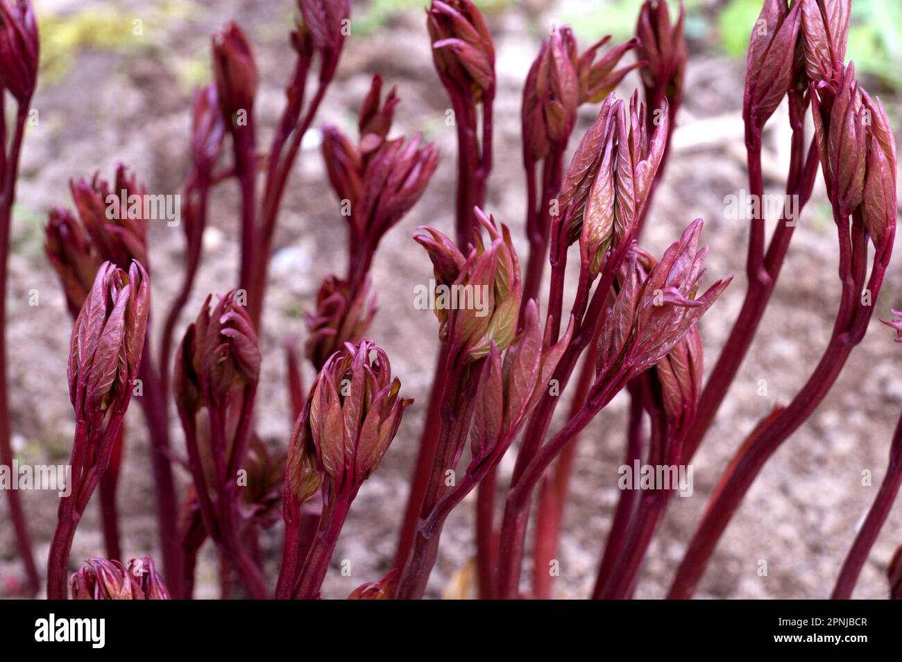 Germogli di peonia giovani all'inizio della primavera. Non fiorire piante di peonia, fiori in crescita, la coltivazione e il giardinaggio peonie. Fiori da giardinaggio. Foto Stock