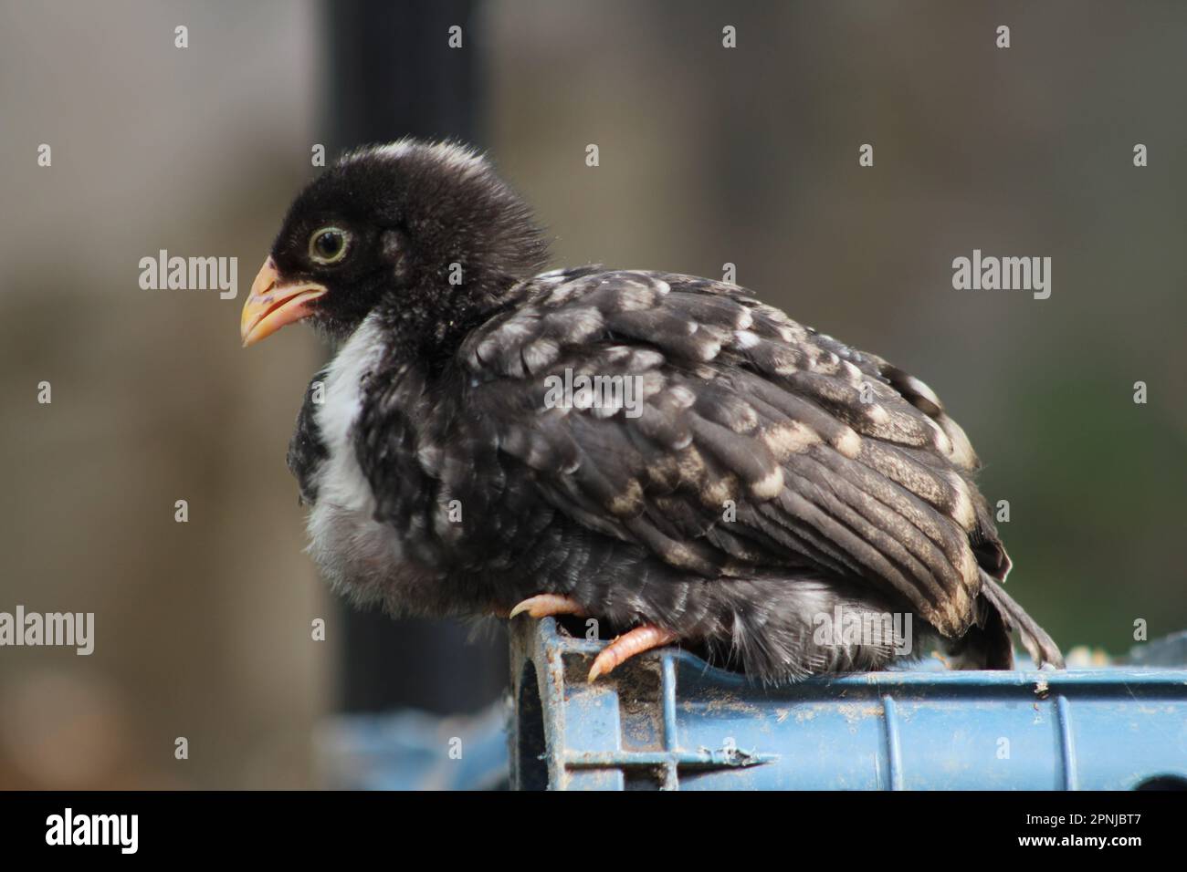 Cazzo nero arroccato in hencoop. Foto Stock