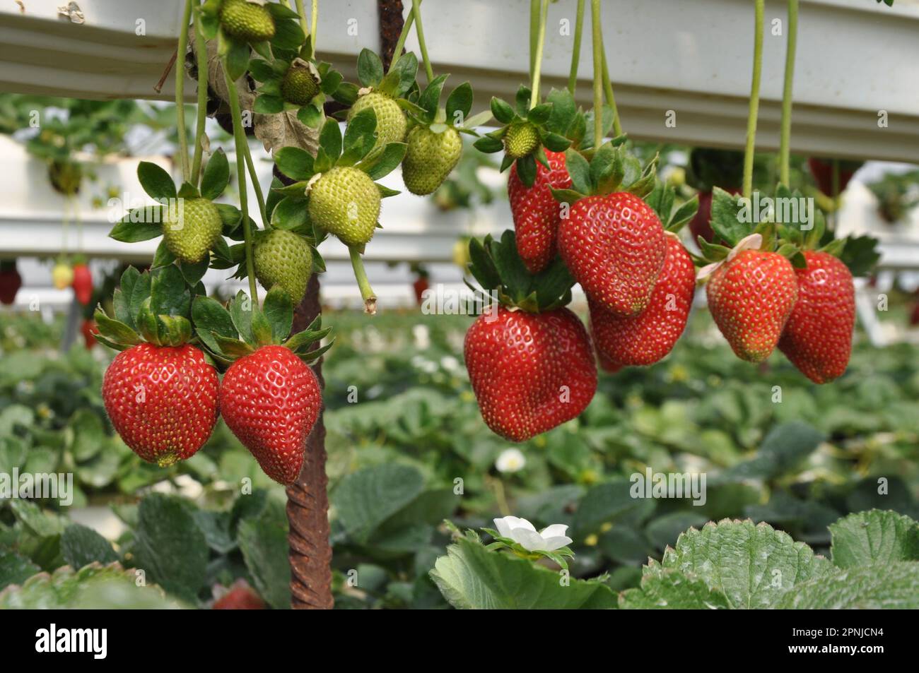 La bella fragola in serra Foto Stock