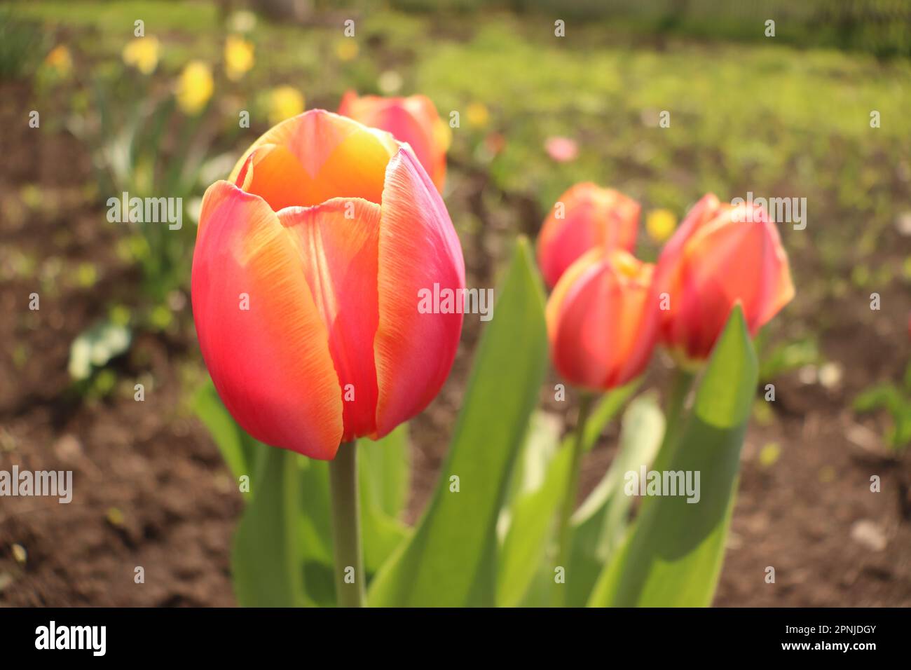 Un pittoresco campo di tulipani vibranti in piena fioritura Foto Stock