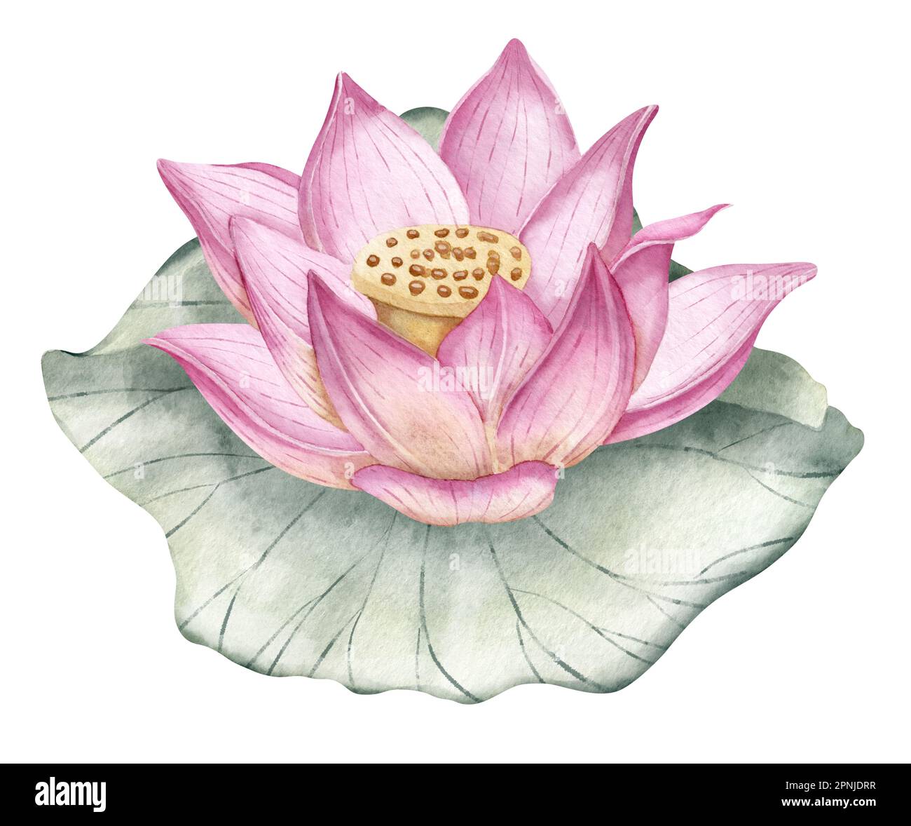 Fiore di loto. Acquerello disegnato a mano illustrazione di giglio d'acqua  rosa e foglia verde. Giglio d'acqua su sfondo isolato per icona o logo.  Disegno botanico della pianta asiatica tropicale per il