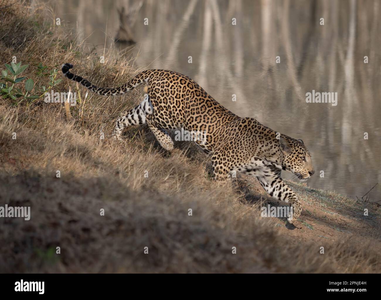Un leopardo maschile (pantera pardus) in procradi in uno dei parchi nazionali dell'India Foto Stock