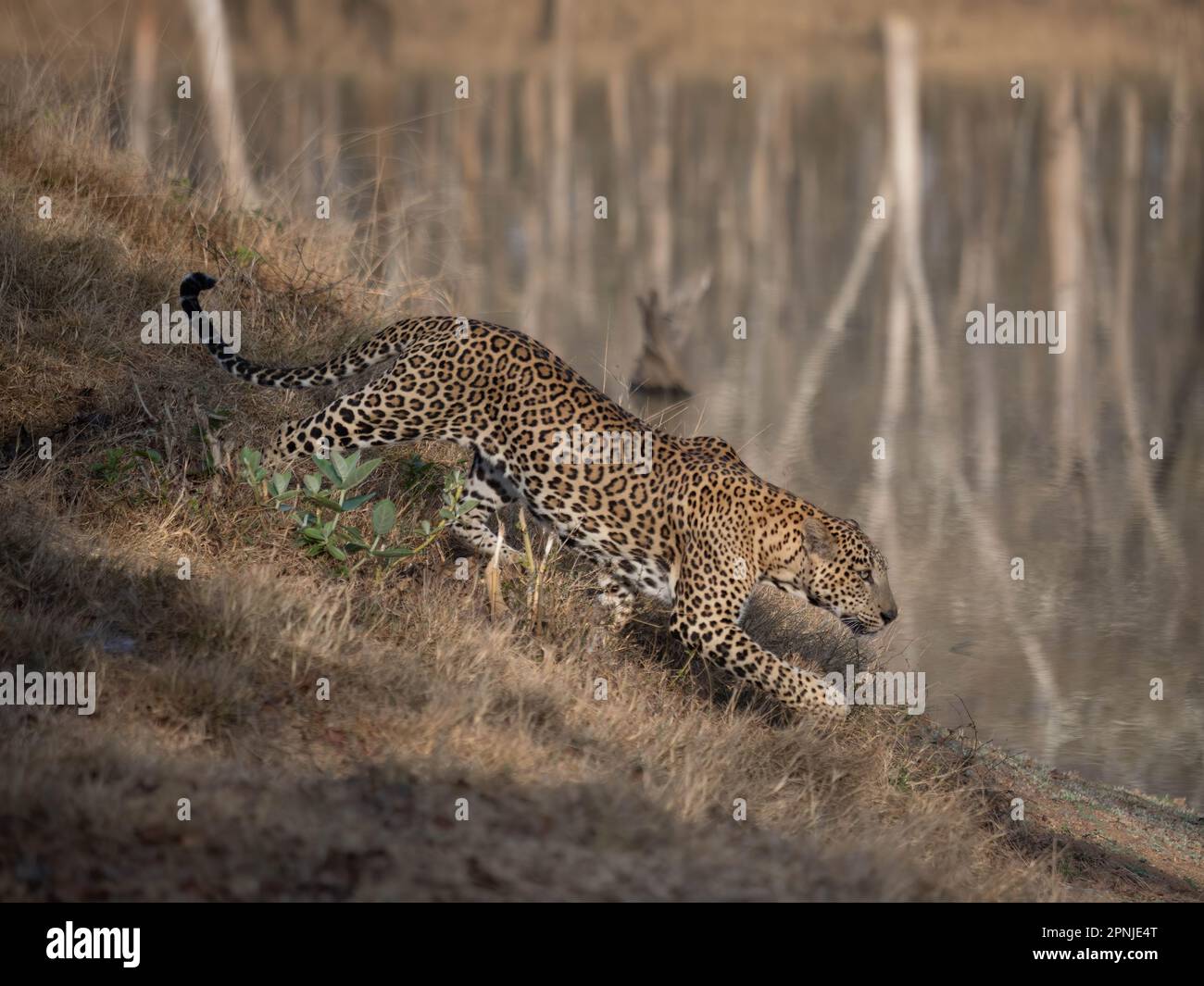 Un leopardo maschile (pantera pardus) in procradi in uno dei parchi nazionali dell'India Foto Stock
