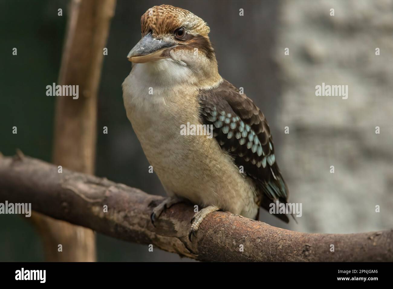 I kookaburra sono Martin pescatori terrestri del genere Dacelo, originario dell'Australia e della Nuova Guinea, che crescono tra i 28 e i 47 cm (11 e 19 pollici) Foto Stock