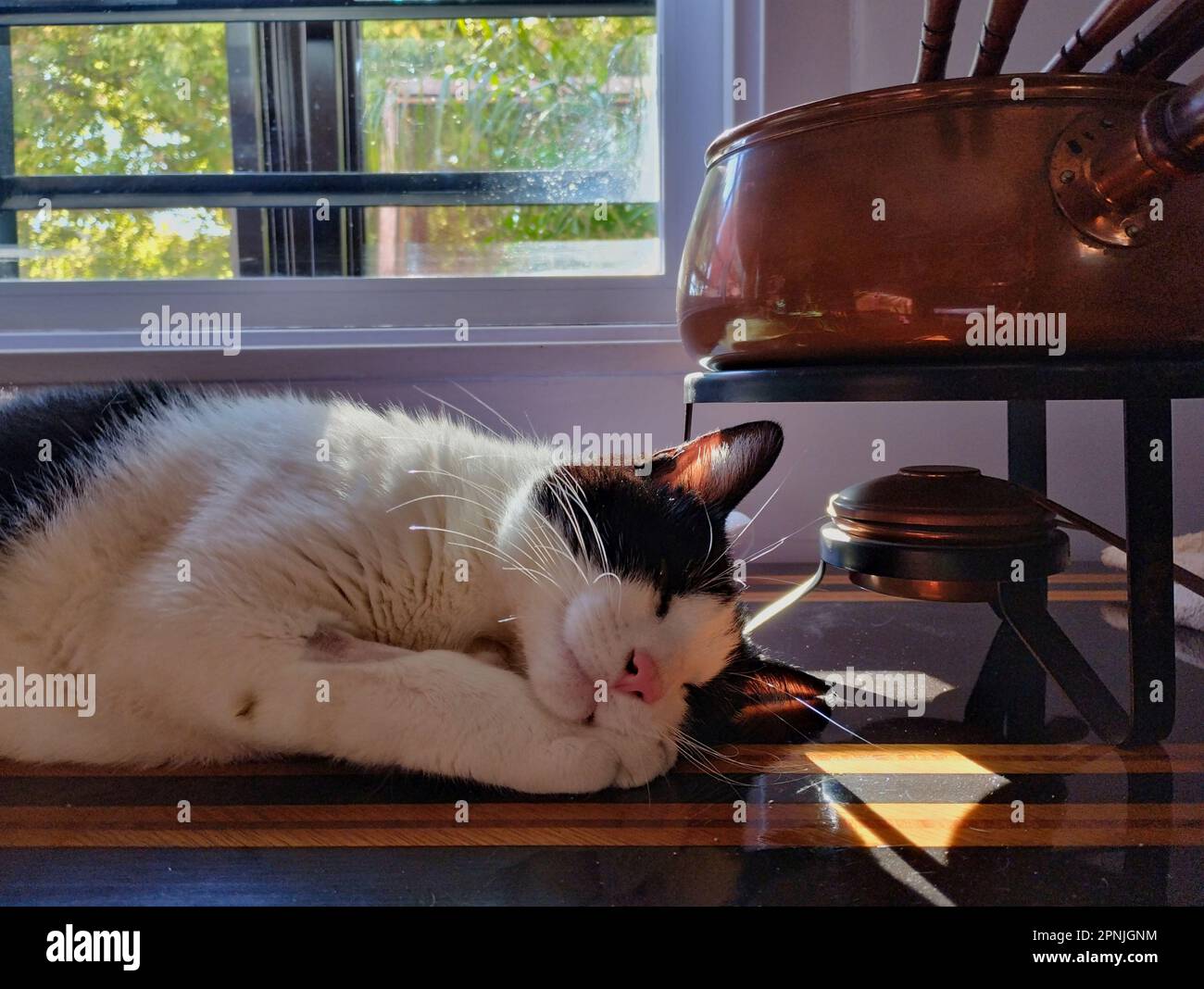 gatto bianco e nero che dorme accanto ad una fonduta e ad una finestra Foto Stock