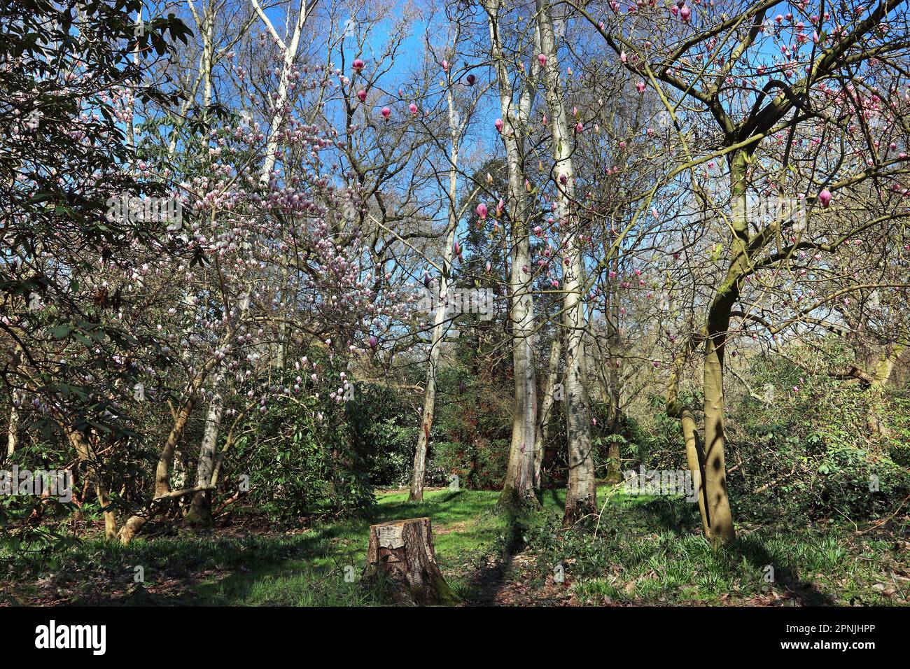 I fiori degli alberi di magnolia girano intorno ad un giardino boschivo (con un piccolo albero in primo piano) in primavera sotto un cielo blu luminoso. Inghilterra, aprile Foto Stock