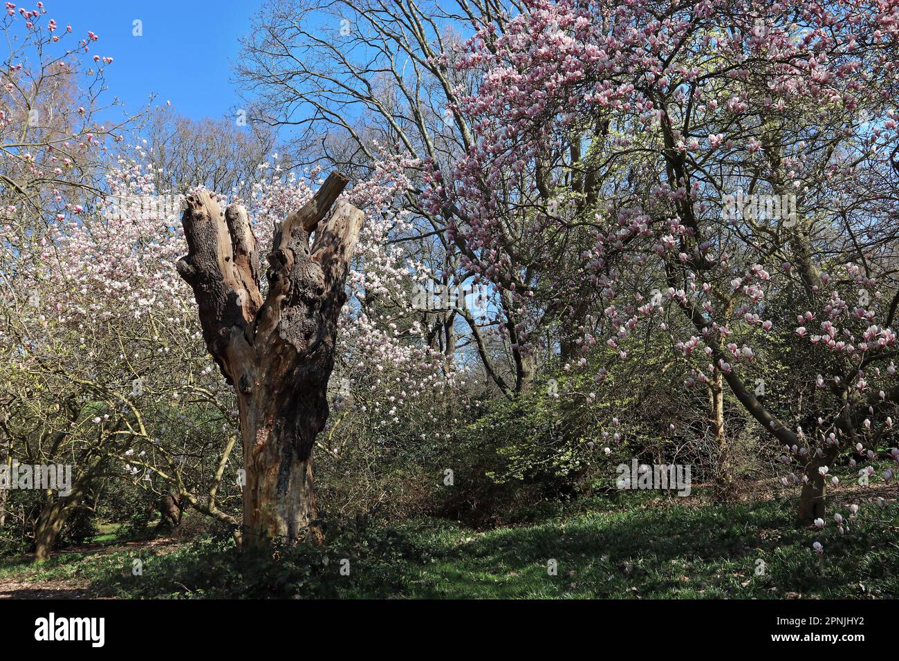 Splendidi fiori di magnolia rosa circondano un alto e antico ceppo di alberi in un giardino boschivo inglese sotto un cielo blu brillante. Aprile, Inghilterra Foto Stock