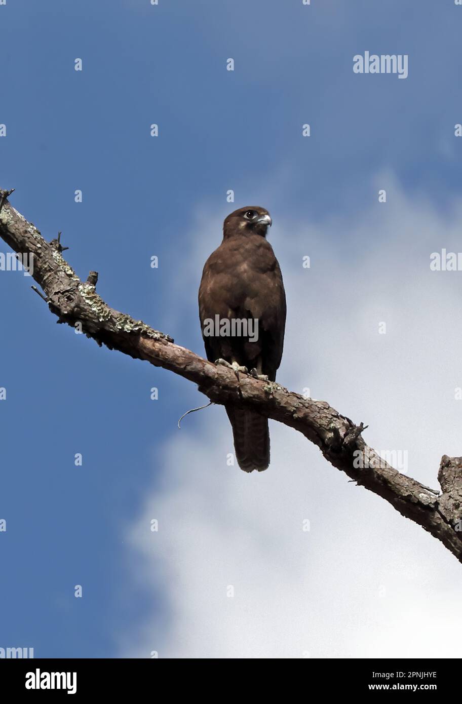 Falcon marrone (Falco berigora berigora) adulto arroccato su albero morto sud-est Queensland, Australia Marzo Foto Stock