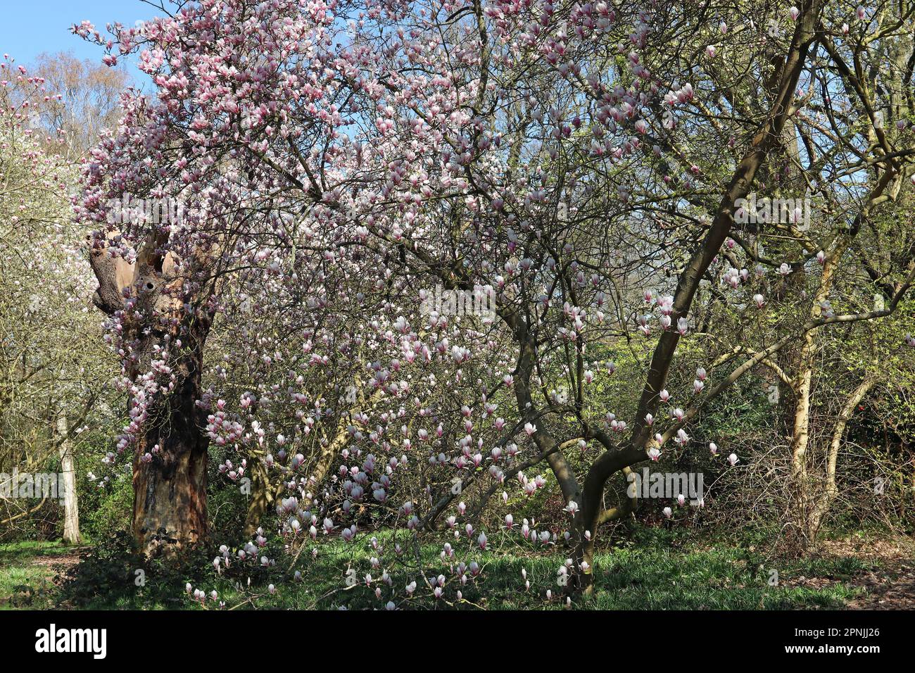 Splendidi fiori di magnolia rosa circondano un alto e antico ceppo di alberi in un giardino boschivo inglese sotto un cielo blu brillante. Aprile, Inghilterra Foto Stock