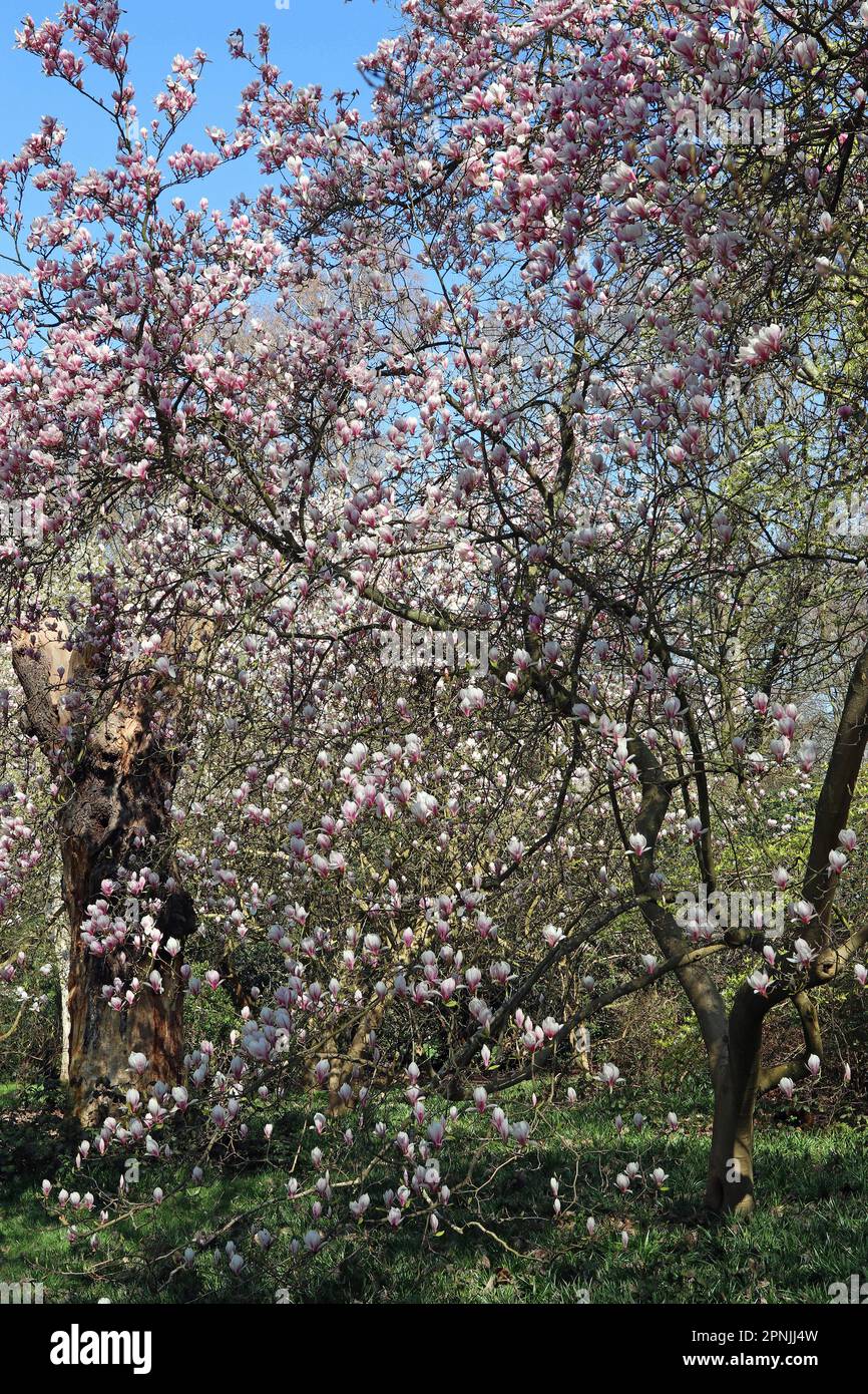 Splendidi fiori di magnolia rosa circondano un alto e antico ceppo di alberi in un giardino boschivo inglese sotto un cielo blu brillante. Aprile, Inghilterra Foto Stock