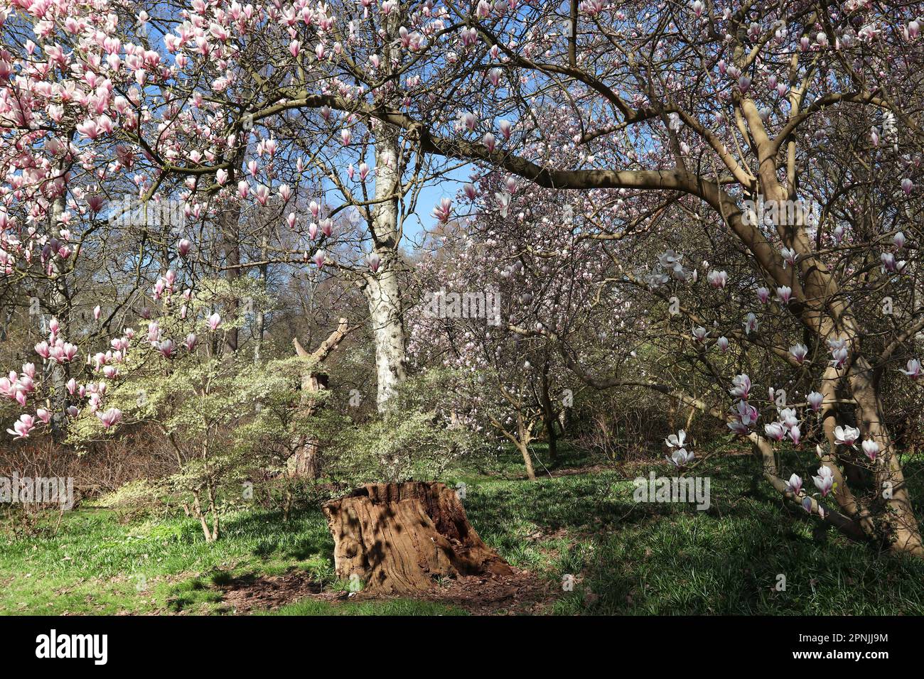 I fiori degli alberi di magnolia girano intorno ad un giardino boschivo (con un piccolo albero in primo piano) in primavera sotto un cielo blu luminoso. Inghilterra, aprile Foto Stock