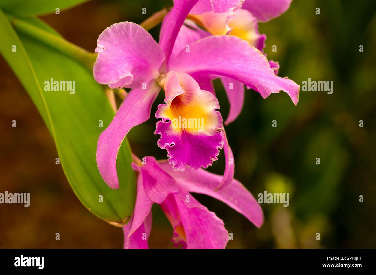 Viola cattleya labiata fiore orchidea, noto come il cattleya cremisi o cattleya rubino-lipped Foto Stock