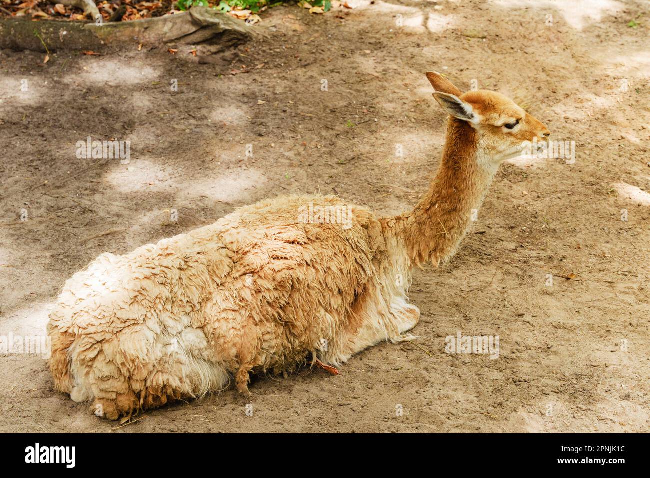 Lama vicugna riposa presso il ranch contadino. Lana morbida di lama  produce, animale nazionale del Perù Foto stock - Alamy