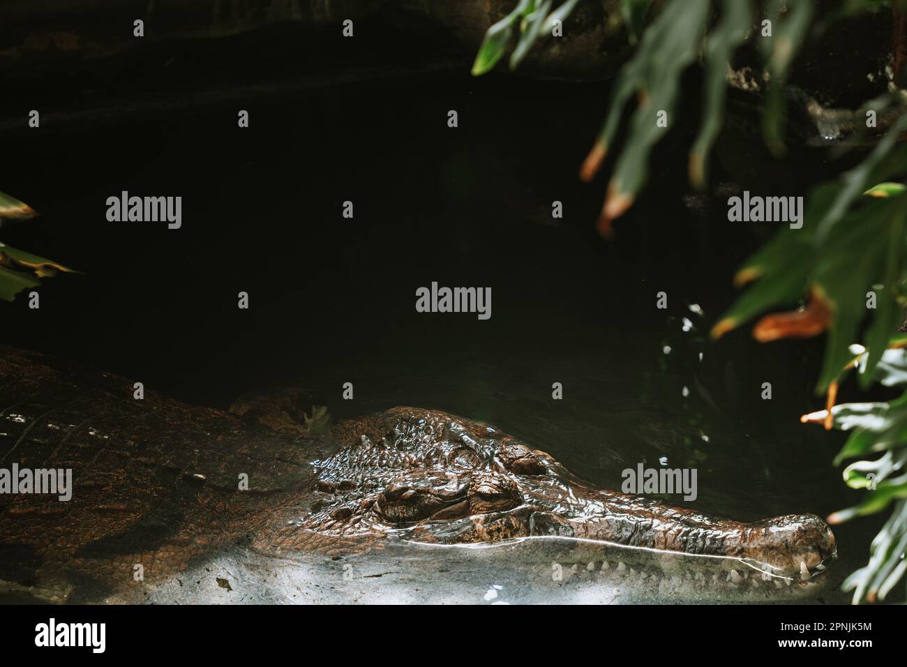 Falso coccodrillo ghariale nuotare in acqua dolce, predatore pericoloso, lungo muso con denti affilati, coccodrillo tropicale, primo piano Foto Stock