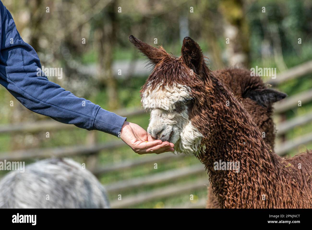 Proprietario che alimenta un alpaca, Vicugna pacos , Foto Stock