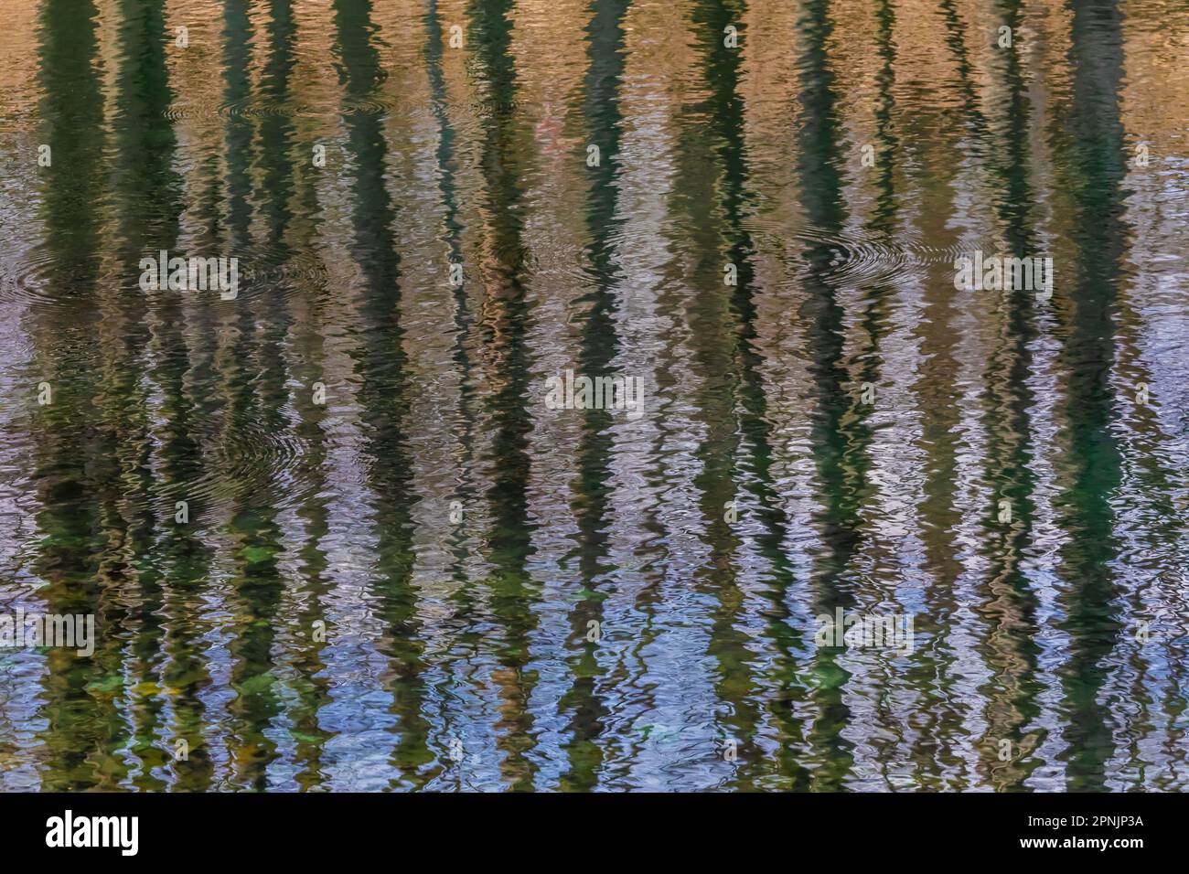 Forest riflessioni su uno stagno in laghi canadesi, Michigan, USA Foto Stock