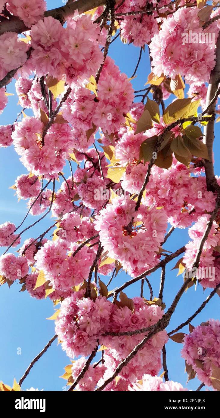 Sakura.Pink ciliegia fiorisce su uno sfondo blu cielo Foto Stock
