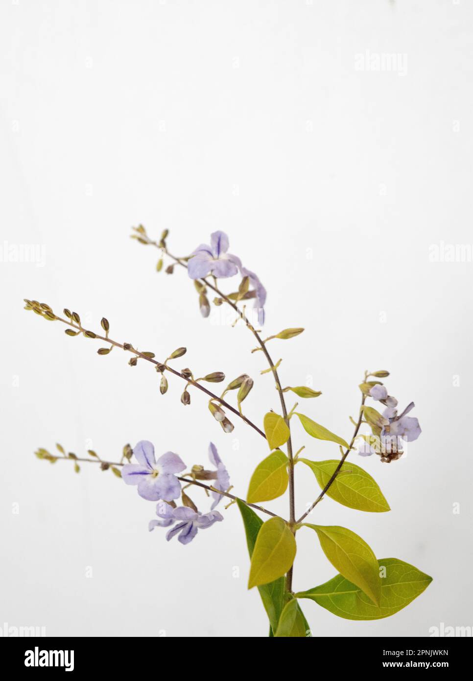 Fiori viola della pianta Duranta Erecta Foto Stock