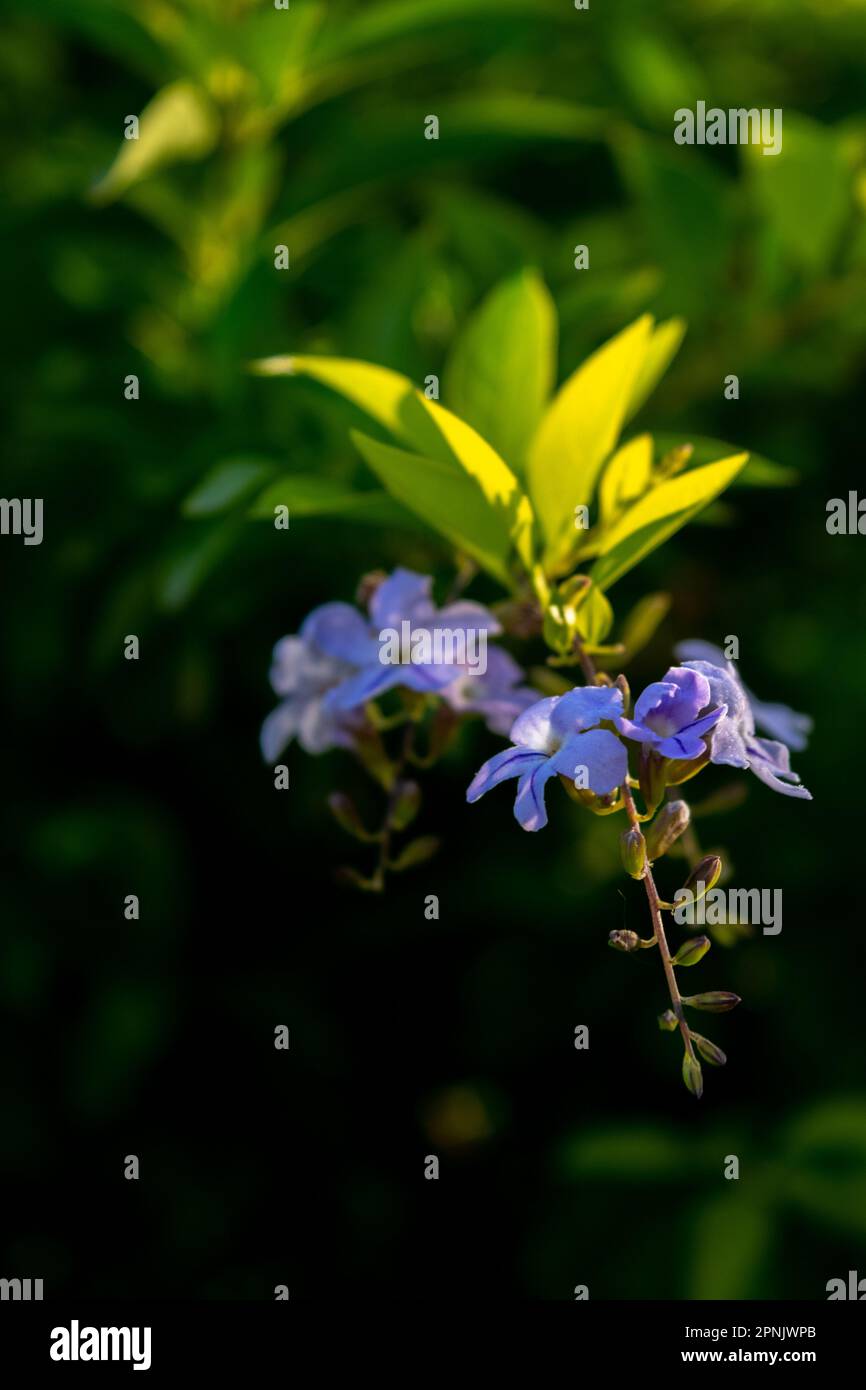 Fiori viola della pianta Duranta Erecta Foto Stock