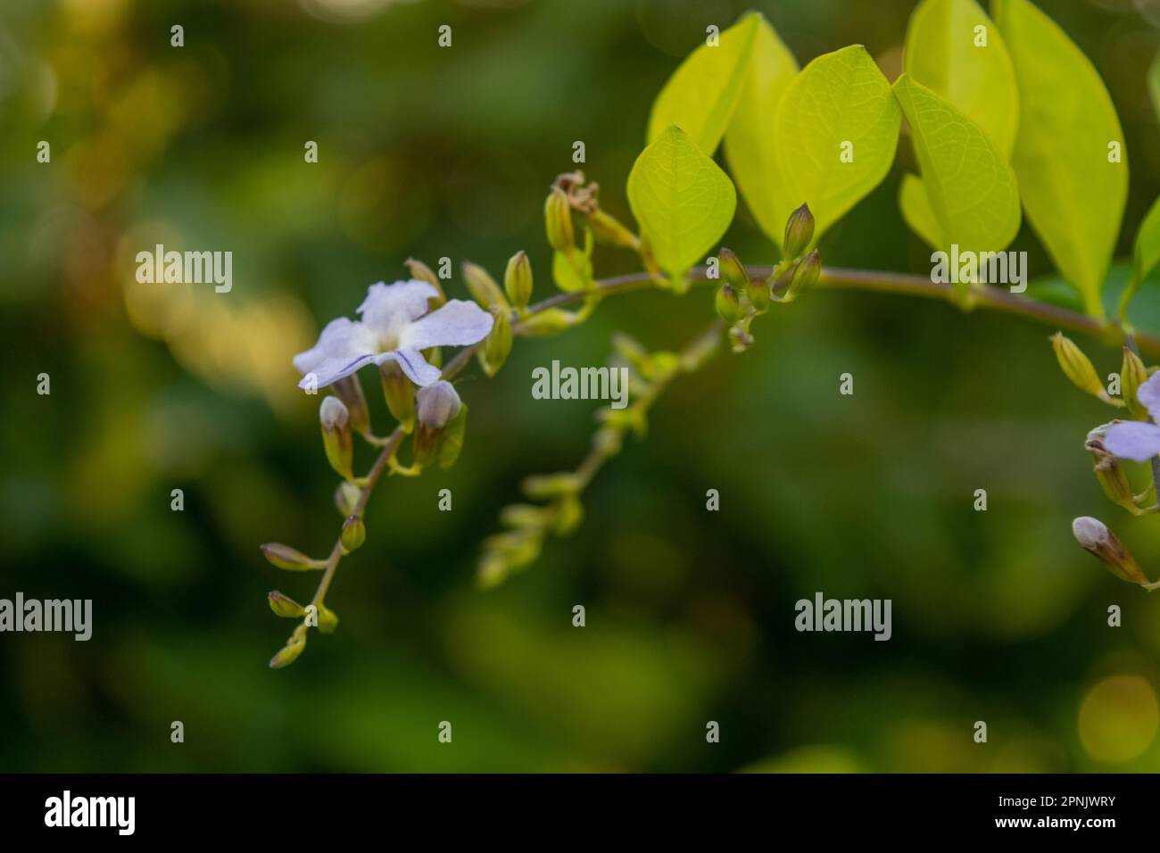 Fiori viola della pianta Duranta Erecta Foto Stock