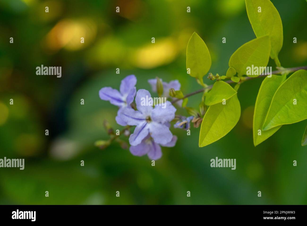 Fiori viola della pianta Duranta Erecta Foto Stock