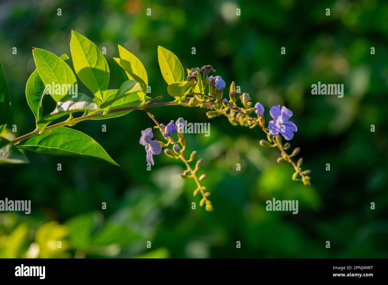 Fiori viola della pianta Duranta Erecta Foto Stock