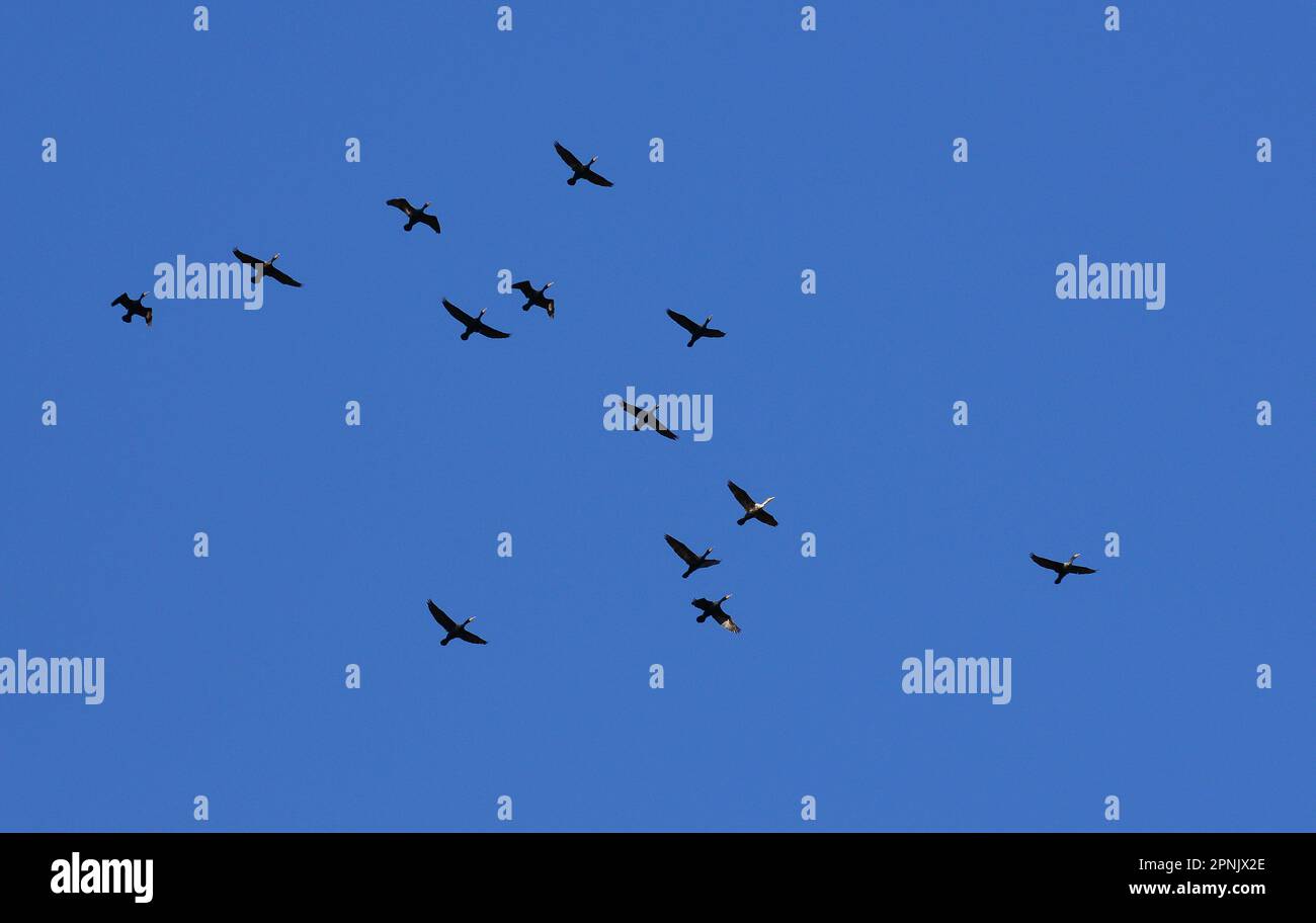 Gregge di cormorani a doppio crestato in volo Foto Stock