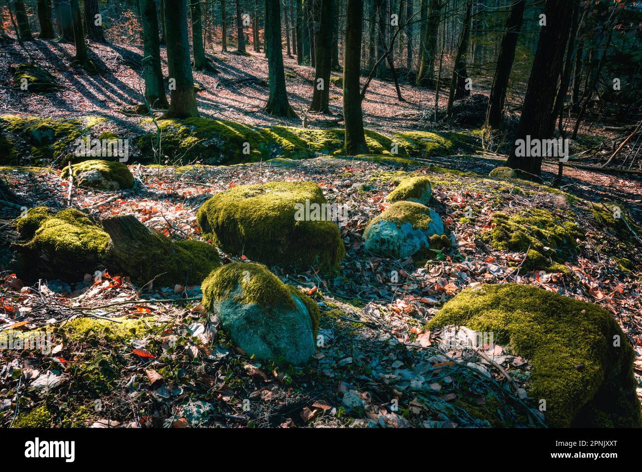 Foresta che circonda il lago di Trzemeszno - Kaszuby, Polonia parte 2 Foto Stock