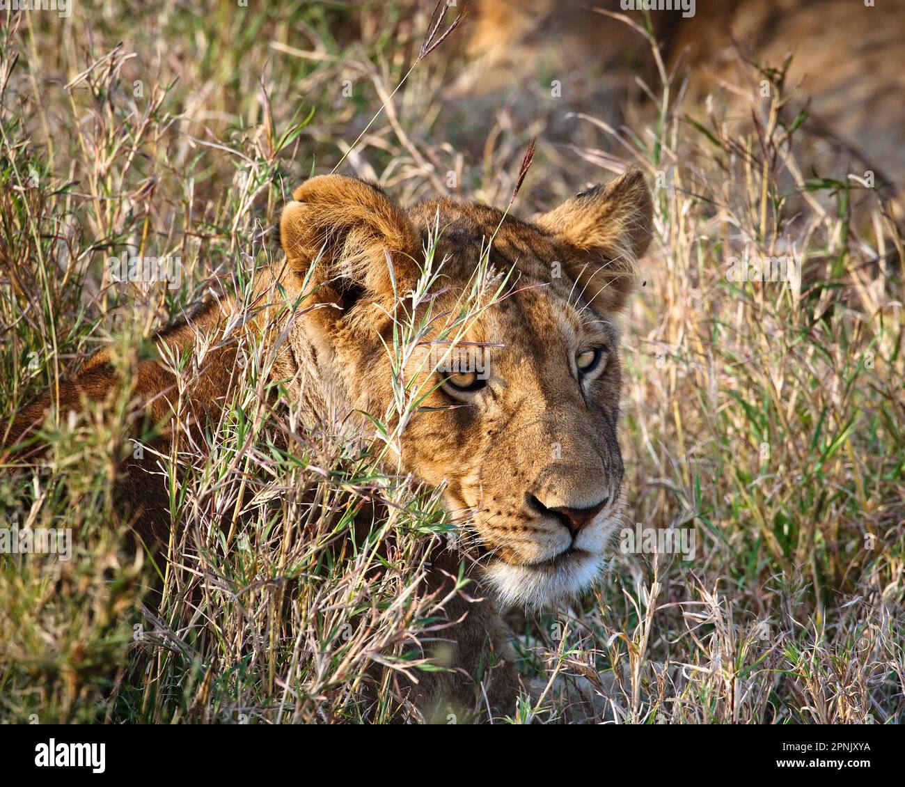 Lionessa (Panthera leo), Serengeti, Tanzania, luglio 2007 Foto Stock