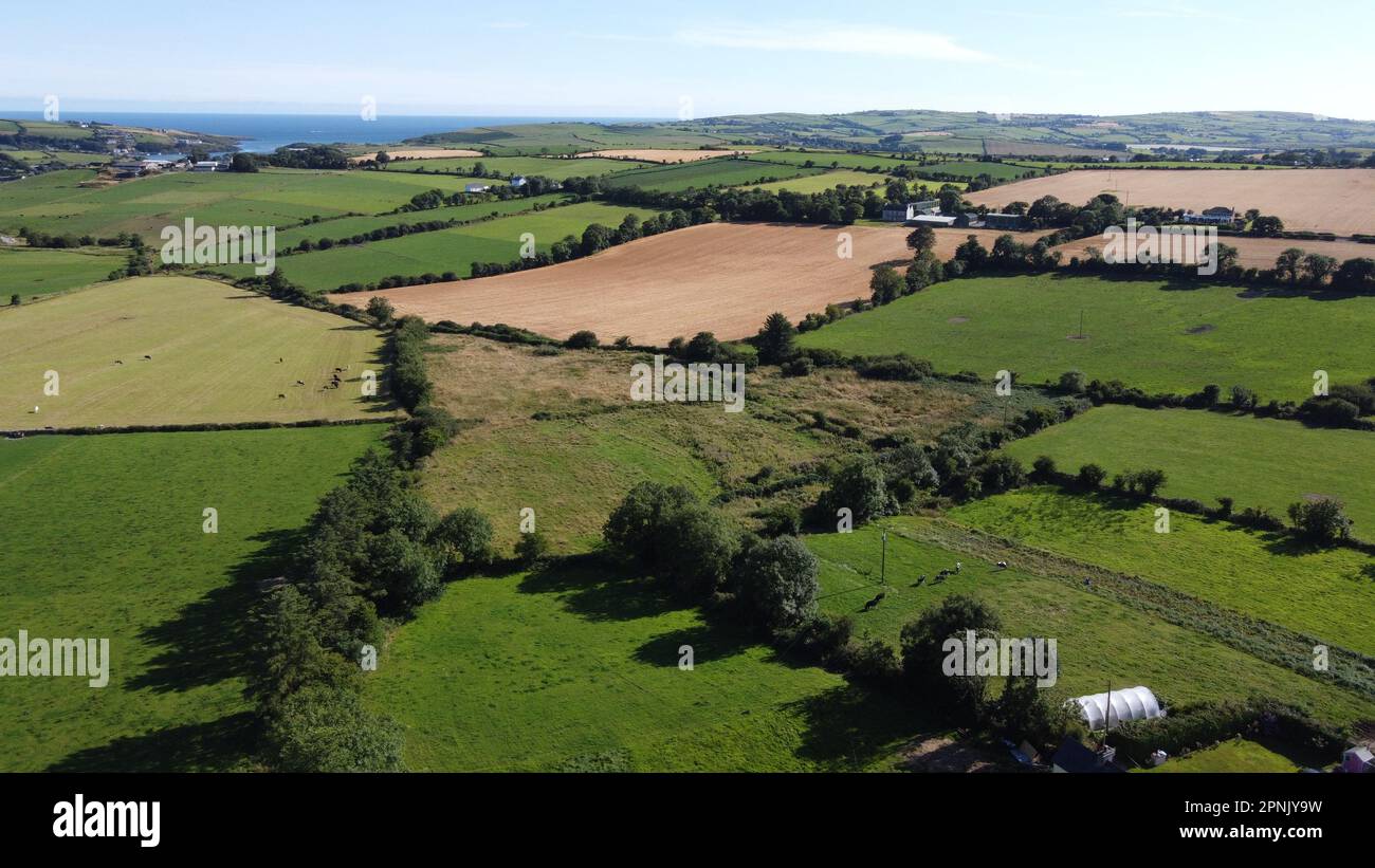 Paesaggio agricolo, estate. Campi di erba e alberi. Verde prato campo con alberi Foto Stock