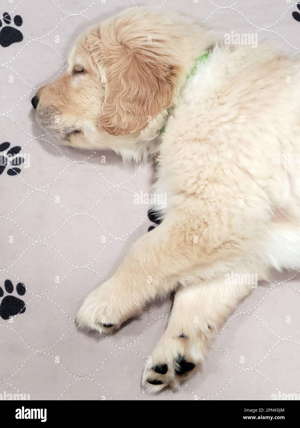 Primo piano di un cucciolo Golden Retriever che dorme su una coperta trapuntata con stampe di zampa per cani Foto Stock